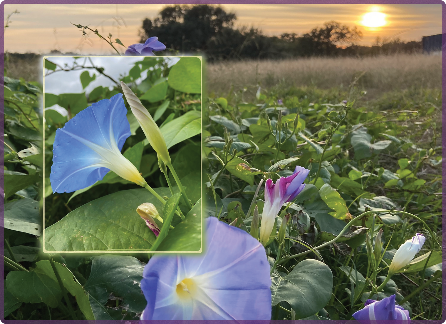 Brim Seed Co. - Clarks Heavenly Blue Morning Glory Flower Seed