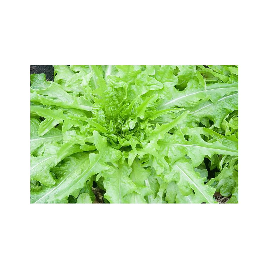 Brim Seed Co. - Butterhead Oakleaf Lettuce Greens Heirloom Seed