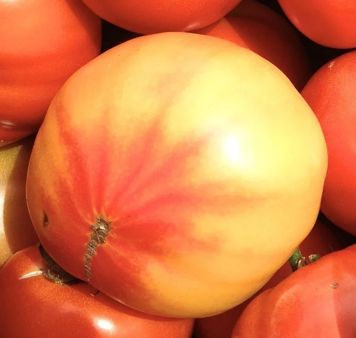Brim Seed Co. - Old German Tomato Heirloom Seed