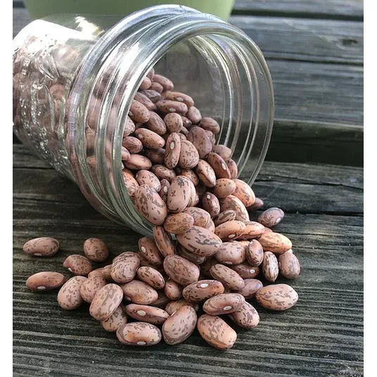 Brim Seed Co. - Pinto Bean Heirloom Seed