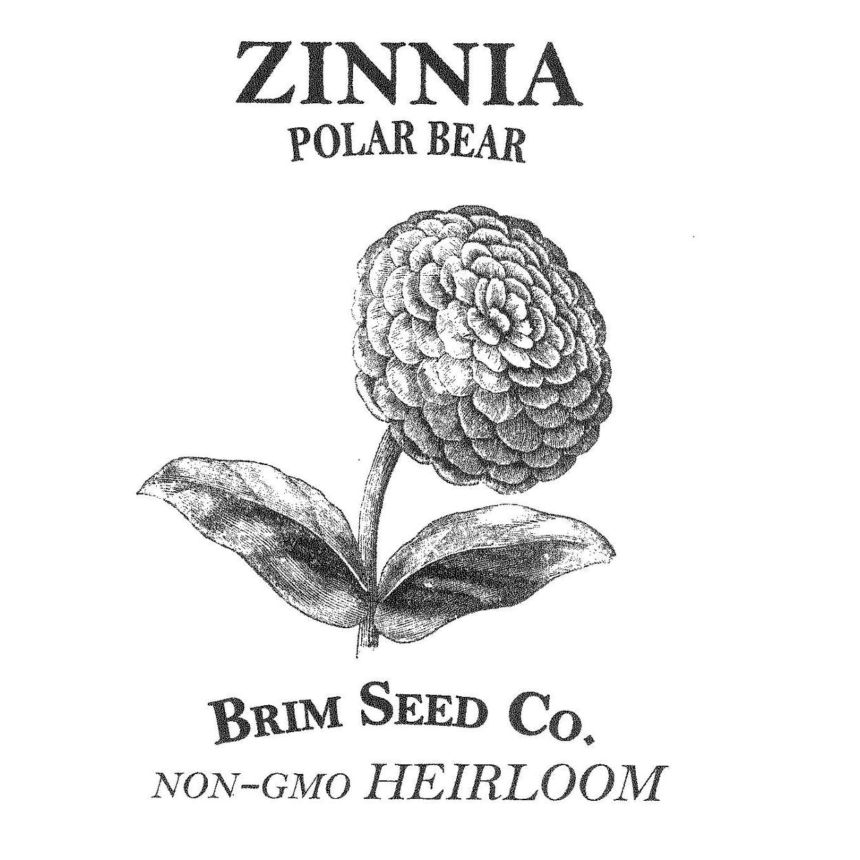 Brim Seed Co. - Polar Bear Zinnia Flower Heirloom Seed