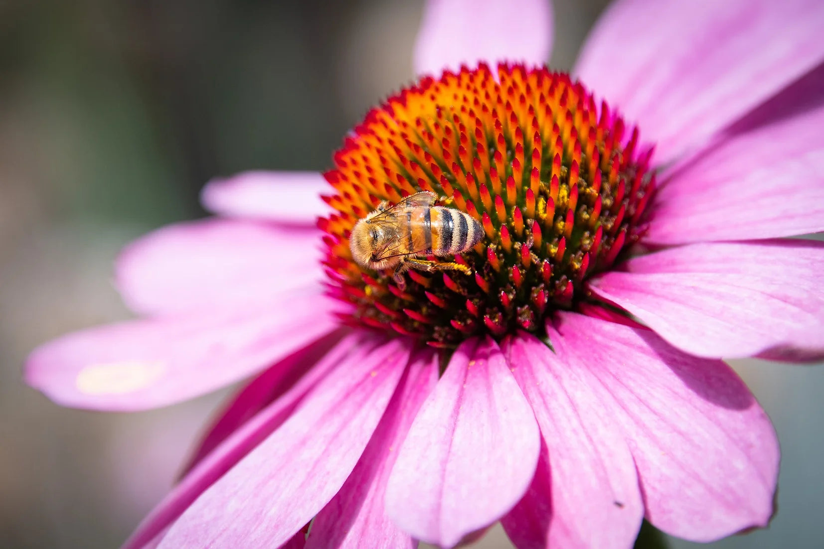 Brim Seed Co. - Warm Season Pollinator Mix Flower Seed