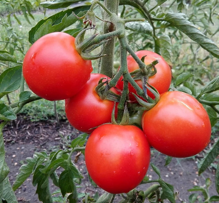 Brim Seed Co. - Southern Acclimated Porter Tomato Heirloom Seed