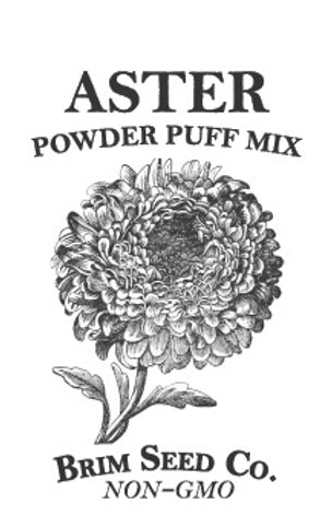 Brim Seed Co. - Powder Puff Aster Flower Seed