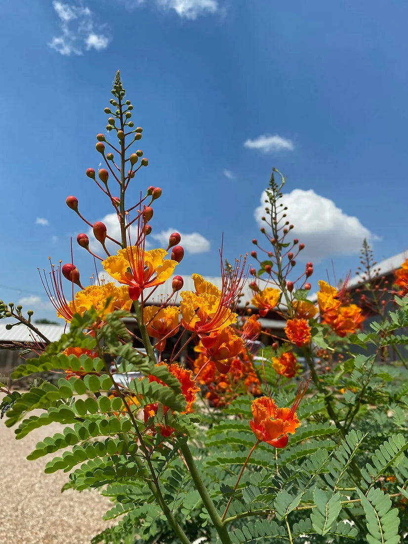 Brim Seed Co. - Southern Acclimated Pride Of Barbados Flower Heirloom Seed