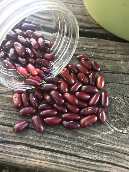 Brim Seed Co. - Provider Bush Snap Bean Seed
