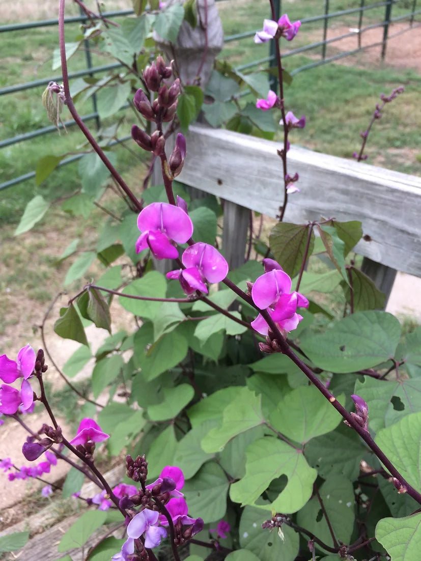 Brim Seed Co. - Hyacinth Bean Vine Flower Seed