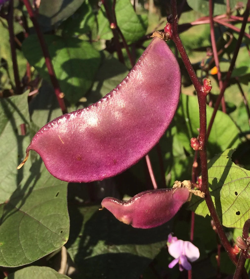 Brim Seed Co. - Hyacinth Bean Vine Flower Seed