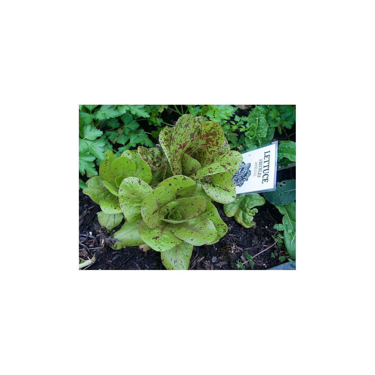 Brim Seed Co. - Freckles Romaine Lettuce Greens Heirloom Seed