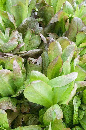 Brim Seed Co. - Rouge D'Hiver Romaine Lettuce Greens Heirloom Seed