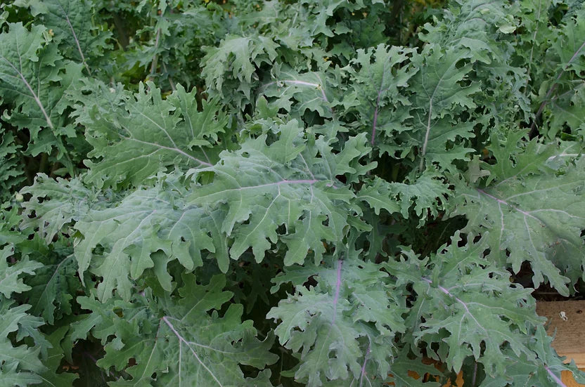 Brim Seed Co. - Red Russian Kale Greens Heirloom Seed