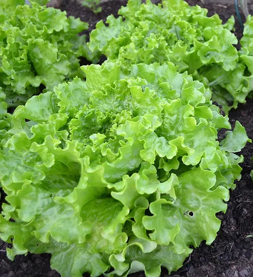 Brim Seed Co. - Butterhead Salad Bowl Lettuce Greens Heirloom Seed