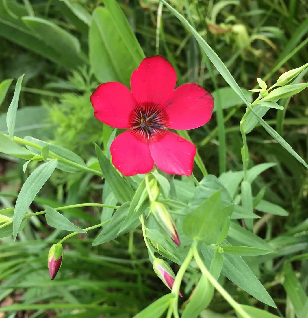 Brim Seed Co. - Scarlet Flax Flower Heirloom Seed