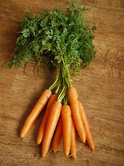 Brim Seed Co. - Scarlet Nantes Carrot Heirloom Seed