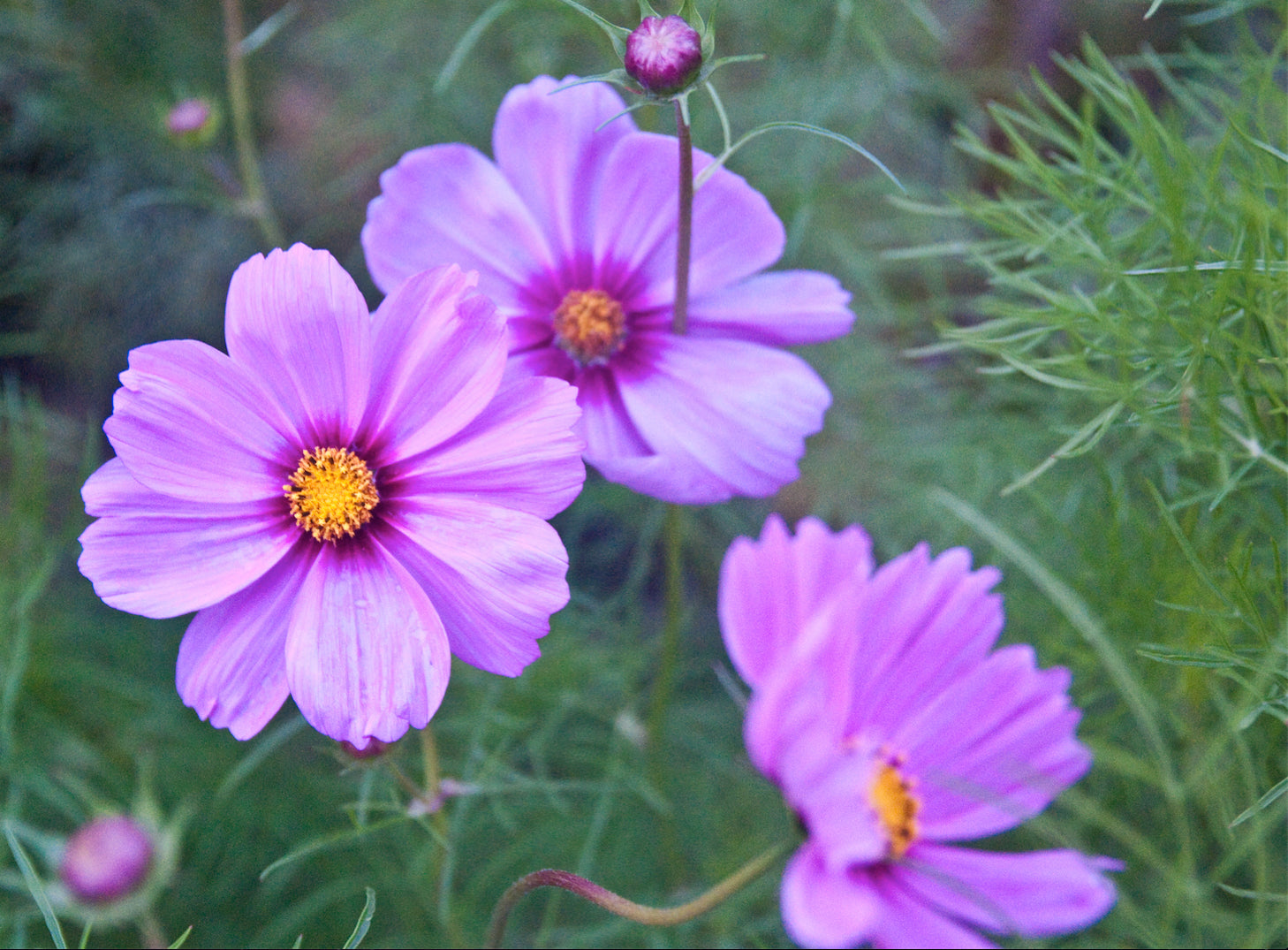 Brim Seed Co. - Sensation Mix Cosmos Flower Seed