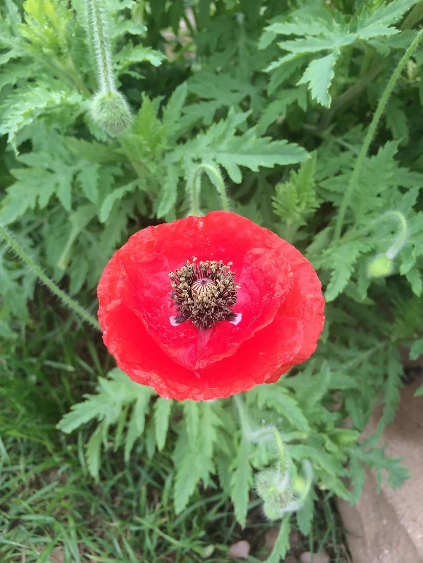 Brim Seed Co. - Shirley Single Mix Poppy Flower Heirloom Seed