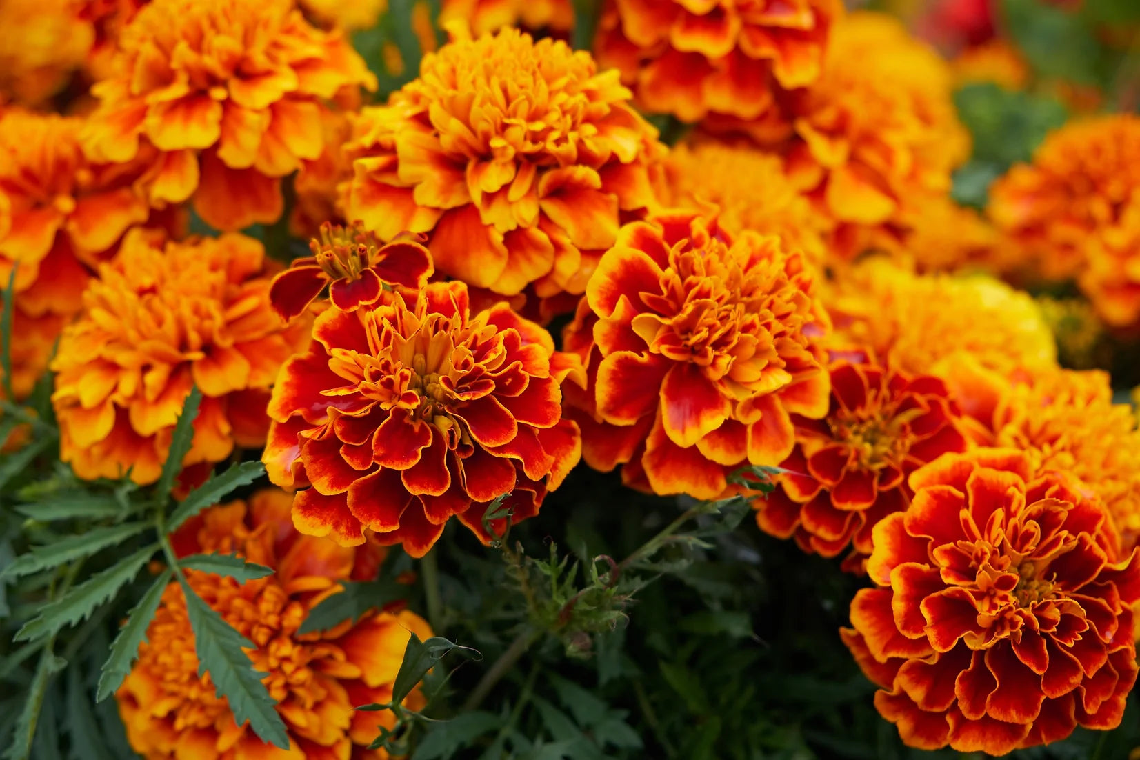 Brim Seed Co. - Sparky Marigold Flower Seed