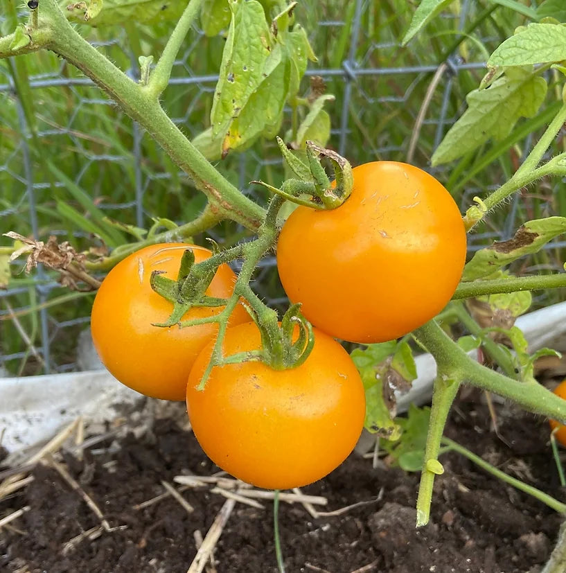 Brim Seed Co. - Sunray Tomato Heirloom Seed