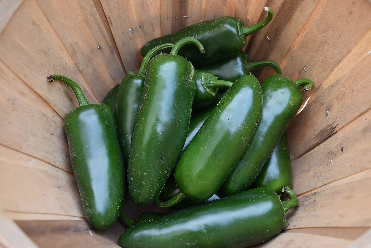 Brim Seed Co. - Hot Tam Jalapeno Pepper Seed