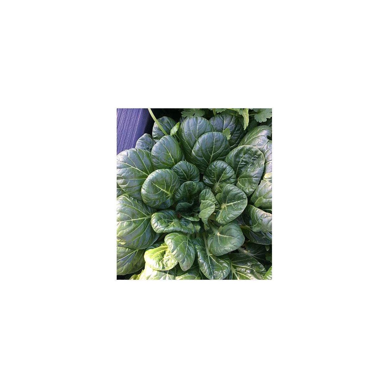 Brim Seed Co. - Tatsoi Asian Spinach Greens Heirloom Seed