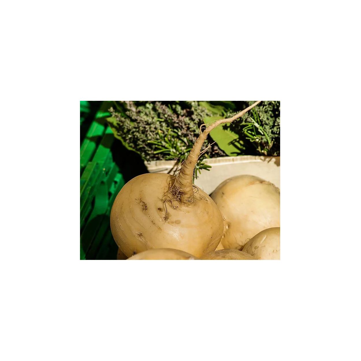Brim Seed Co. - Golden Ball Turnip Heirloom Seed