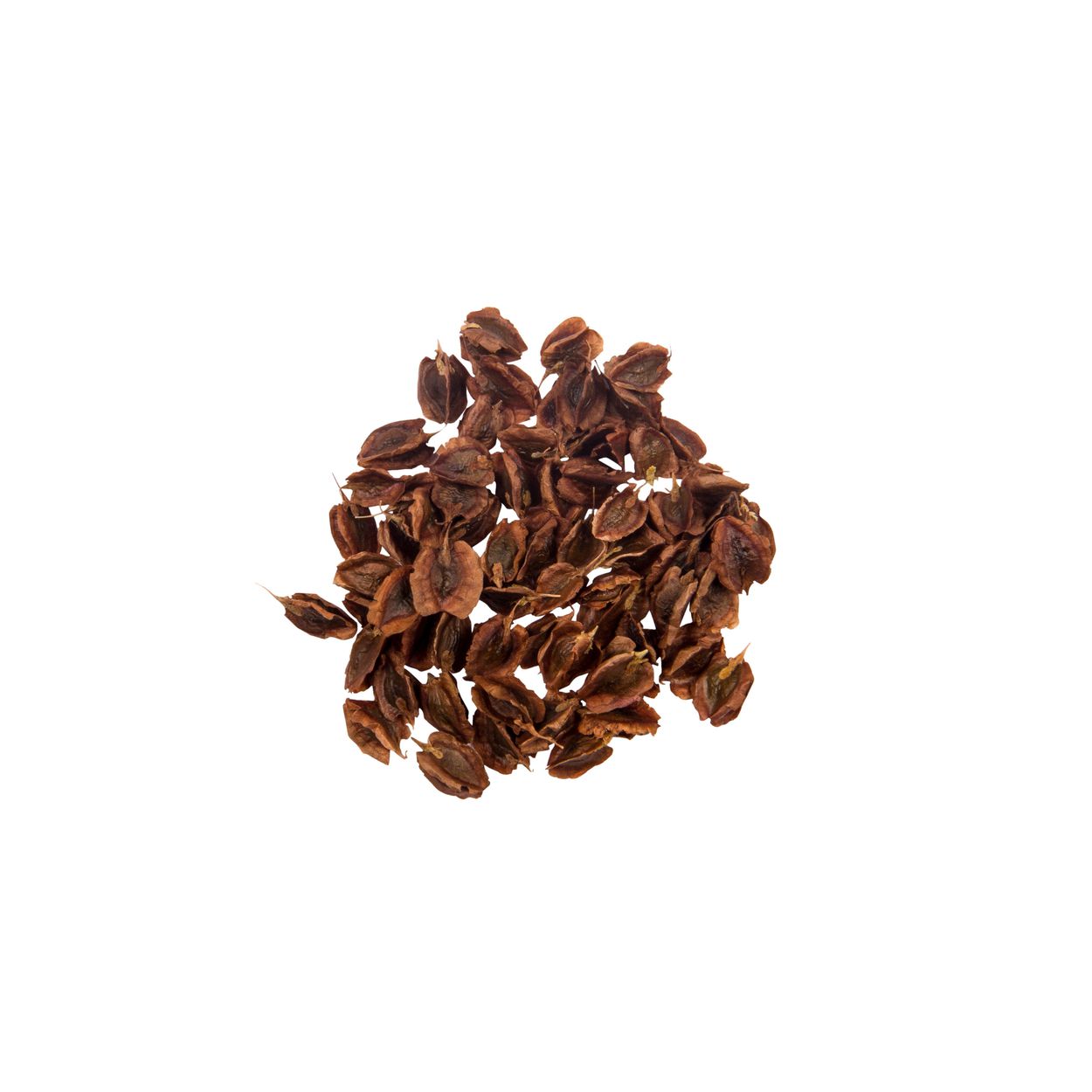 Brim Seed Co. - Victoria Rhubarb Heirloom Seed