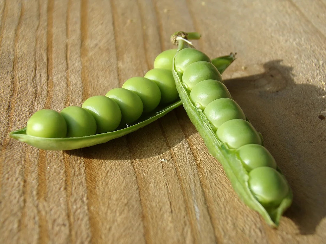 Brim Seed Co. - Wando Garden Pea Heirloom Seed