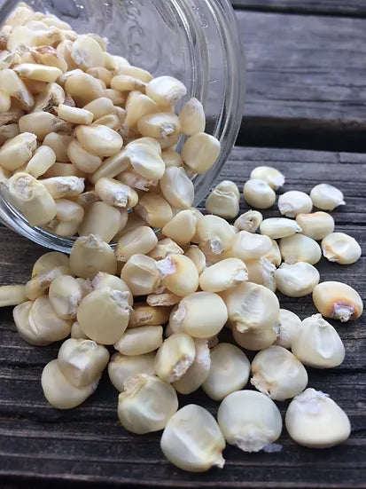 Brim Seed Co. - Southern Acclimated 8 Row White Corn Seed