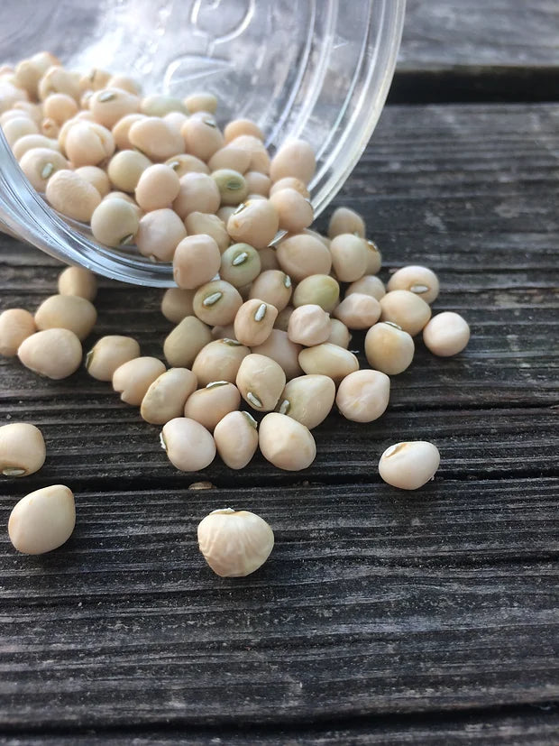 Brim Seed Co. - Southern Acclimated Zipper Cream Southern Pea Heirloom Seed