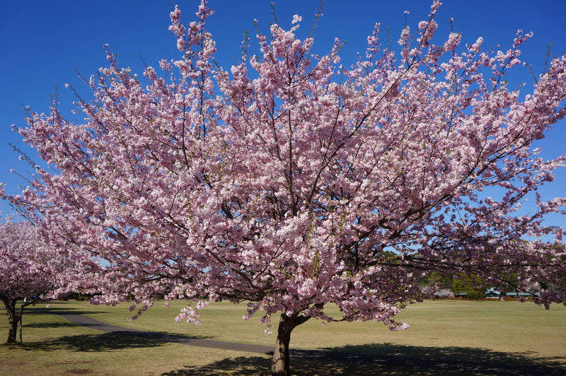 The Jonsteen Company - Flowering Cherry Blossom | Parks Collection | Seed Grow Kit
